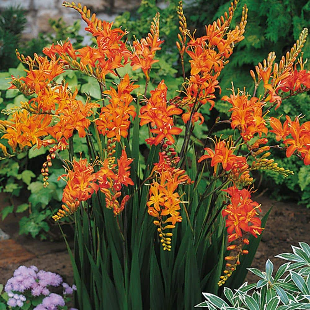 Van Bourgondien Crocosmia Masoniorum Summer Flowering Bulb Mixture (25-Pack)