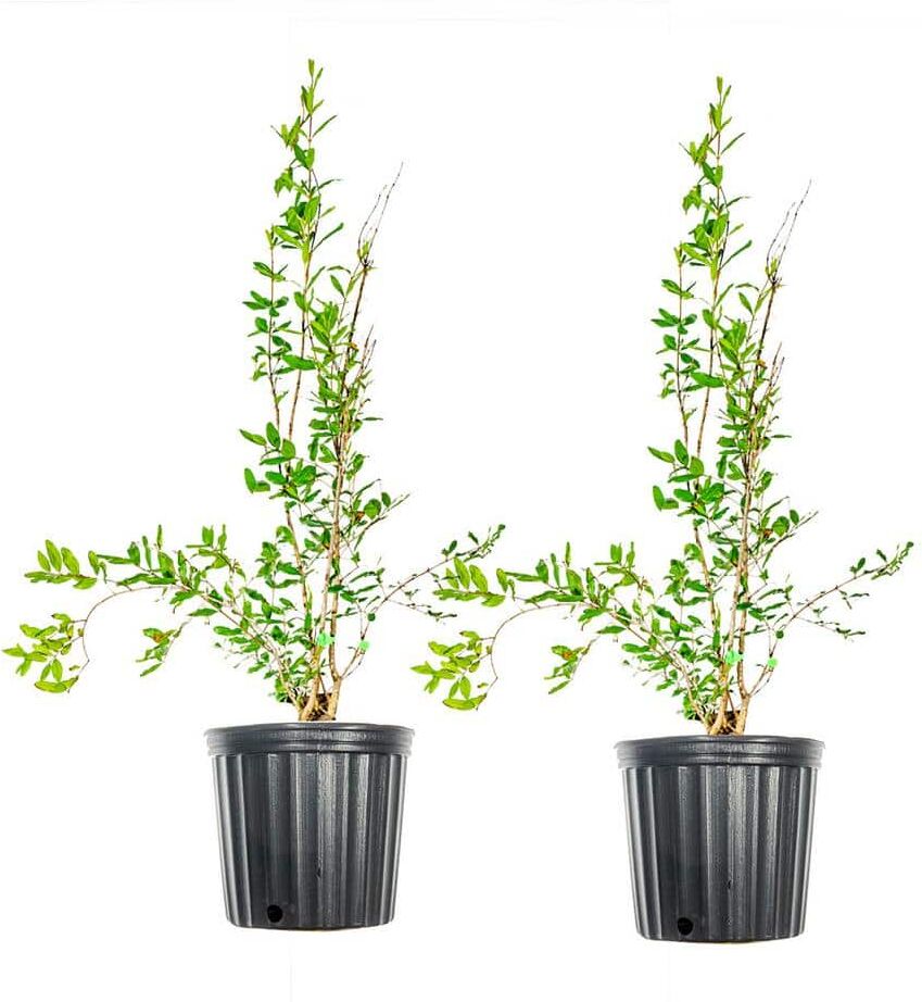 Perfect Plants 1 Gal. Wonderful Pomegranate Tree (2-Pack)