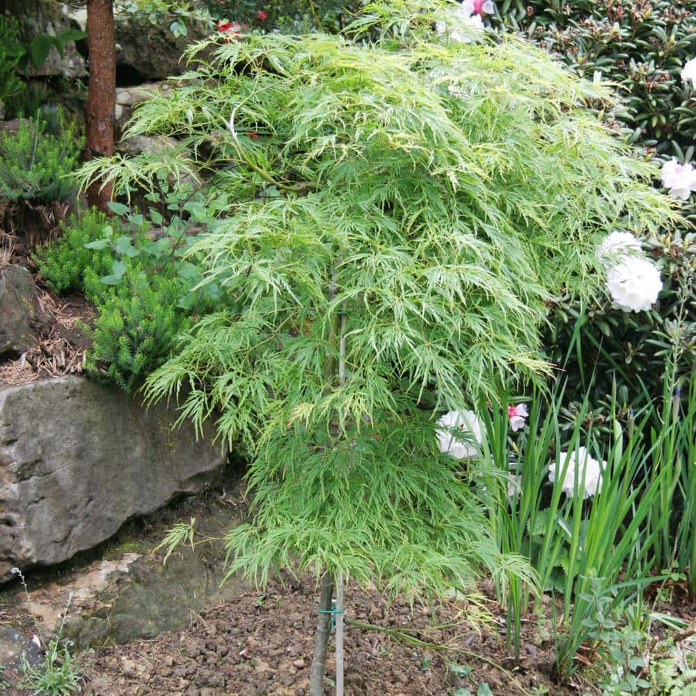 Spring Hill Nurseries 1.50 Gal. Pot Lemon Lime Laceleaf Japanese Maple Ornamental Starter Tree