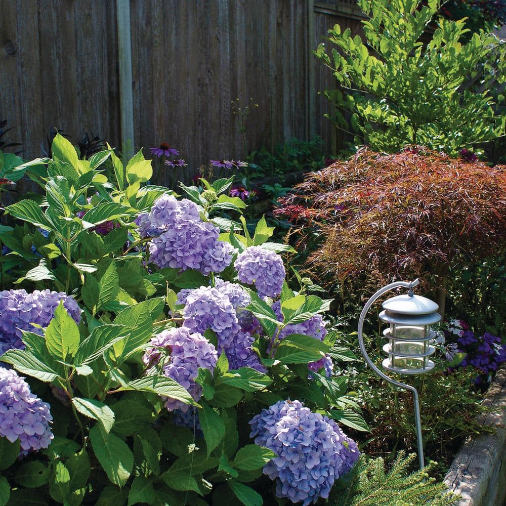 VAN ZYVERDEN 4 in. Hydrangea Nikko Blue Potted Rocketliners Shrub (Set of 1 Plant)