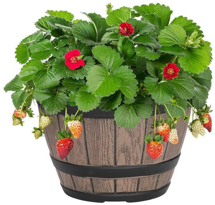 METROLINA GREENHOUSES 1 Gal. Strawberry Red in Decorative Napa Barrel Annual Plant (1-Pack)