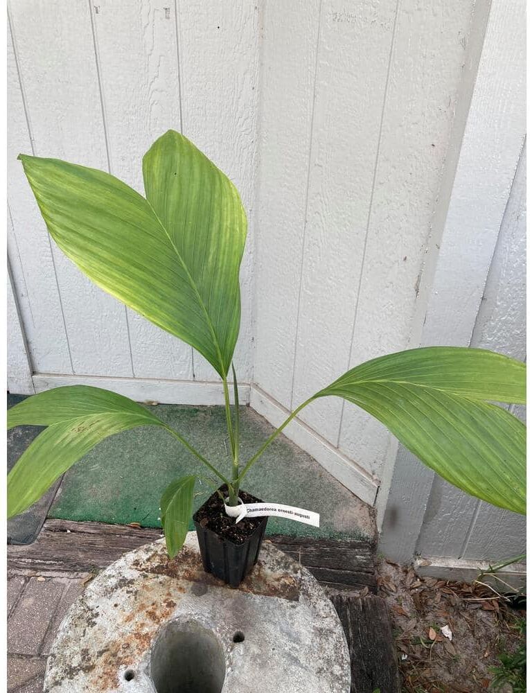 Wekiva Foliage Ernest August's Palm - Live Plant in an 4 Inch Growers Pot - Chamaedorea Ernesti Augusti - Rare Ornamental Palm