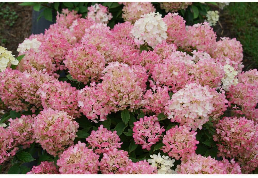 PROVEN WINNERS 4.5 in. Qt. Fire Light 'Tidbit' Hydrangea, Live Plant, White and Red Flowers