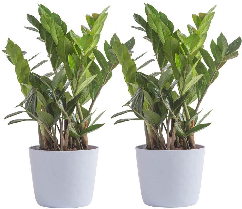 Vigoro Zamioculcas Zamiifolia ZZ Indoor Plant in 6 in. White Ribbed Plastic Decor Planter, Avg Shipping Height 1-2 ft. (2-Pack)