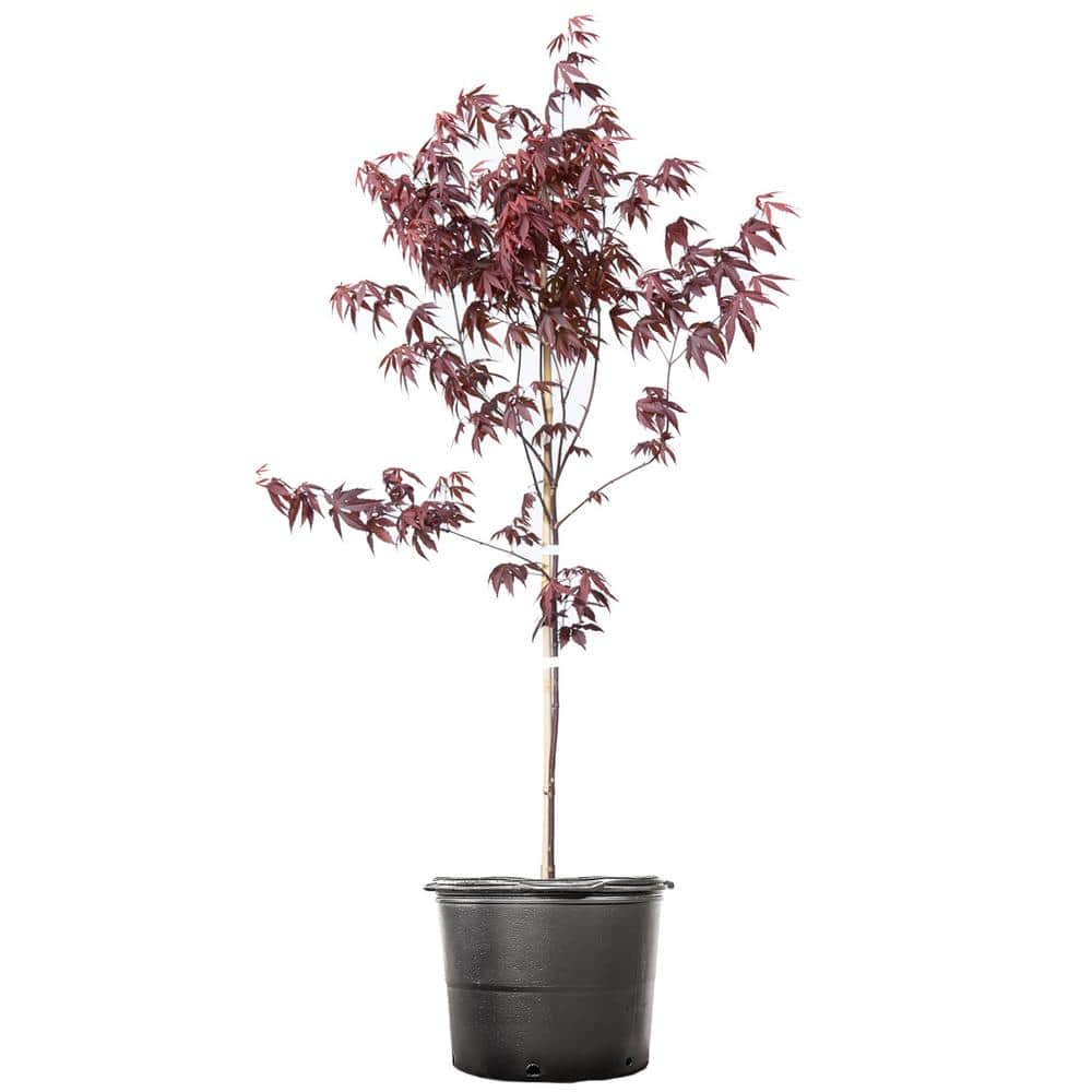 Perfect Plants 3-4 ft. Tall Bloodgood Japanese Maple Tree with Brilliant Red Foliage