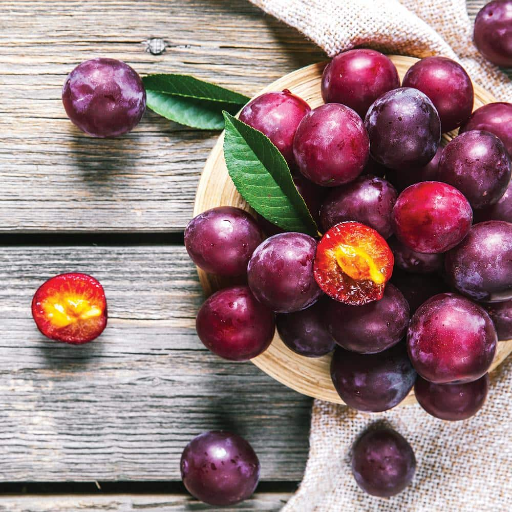 VAN ZYVERDEN Plum Tree - Methley - 1 Root Stock