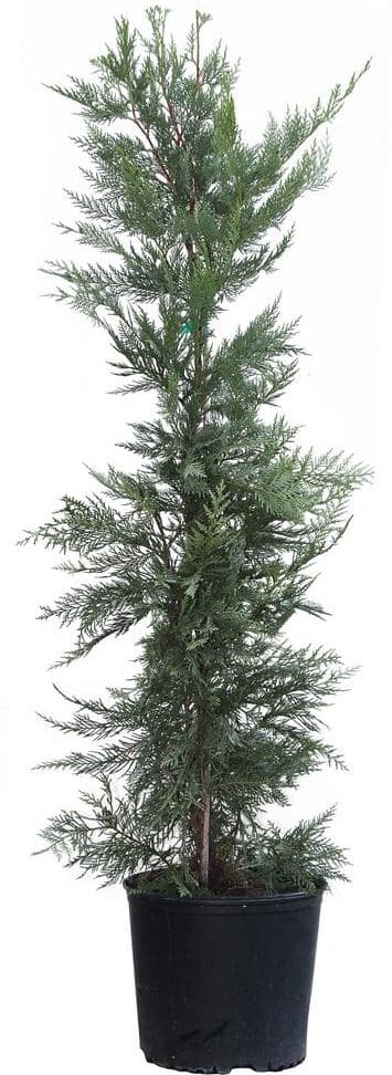 Brighter Blooms 3 Gal. Evergreen Leyland Cypress Trees