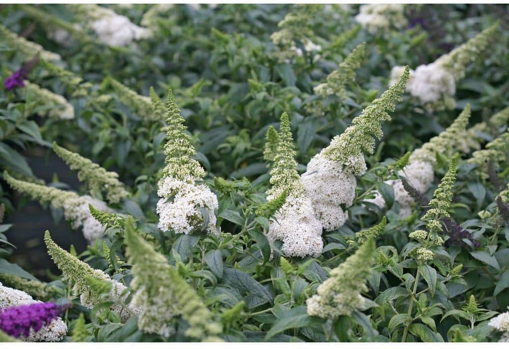 PROVEN WINNERS 1 Gal. Pugster White Butterfly Bush (Buddleia) Live Shrub, White Flowers