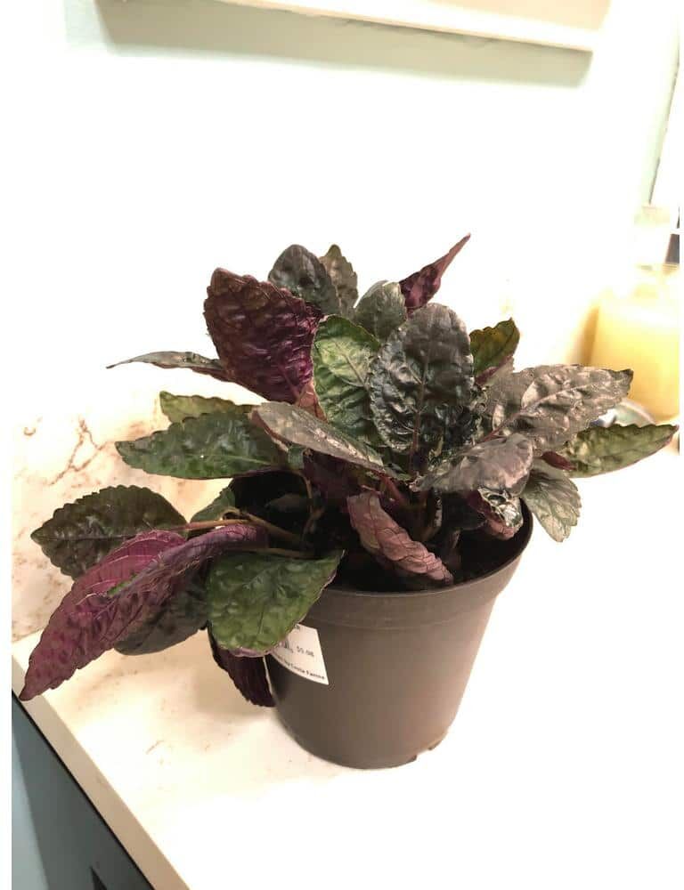 Wekiva Foliage Purple Waffle Plant - Live Plant in a 4 in. Pot - Hemigraphis Alternata - Rare and Elegant Indoor Houseplant