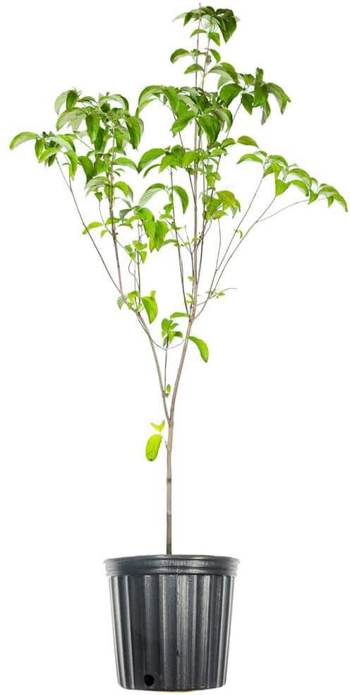 Perfect Plants 4-5 ft. Tall Red Flowering Dogwood Tree in 5 Gal. Grower's Pot, Profuse Spring Blooms