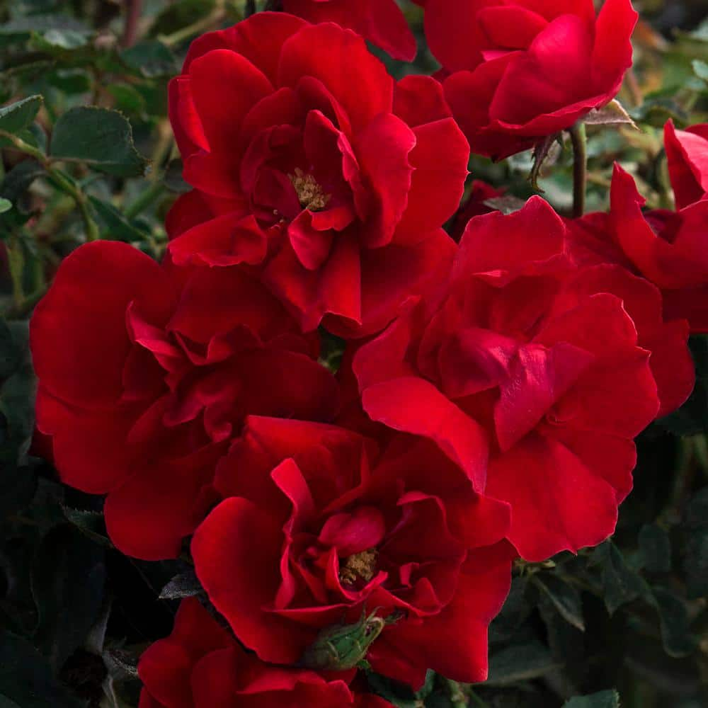 BLOOMABLES 2 Qt.  Brick House Rose Bush with Bright Red Flowers in Stadium Pot