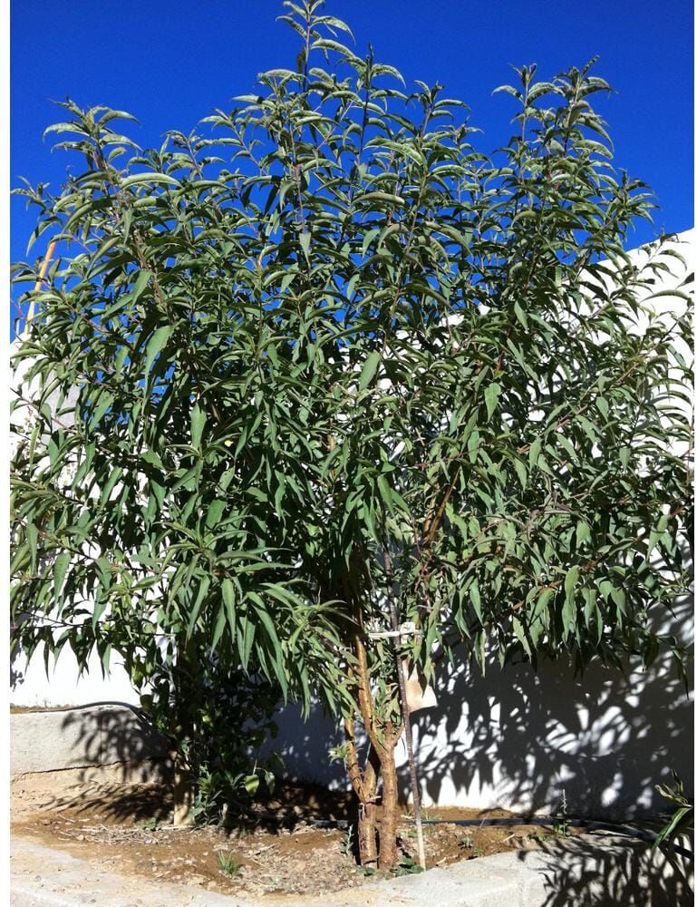 Online Orchards All-in-1 Almond Tree Bare Root