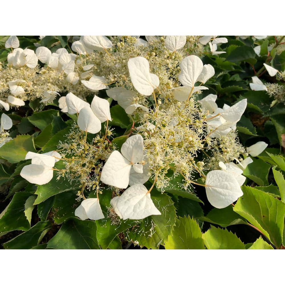 PROVEN WINNERS 1 Gal. Flirty Girl False Hydrangea-Vine (Schizophragma) Live Plant, Shrub, White Flowers