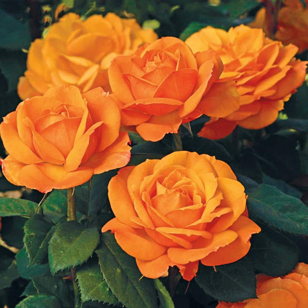 Gardens Alive! Good As Gold Hybrid Tea Rose Dormant Bare Root Plant (1-Pack)