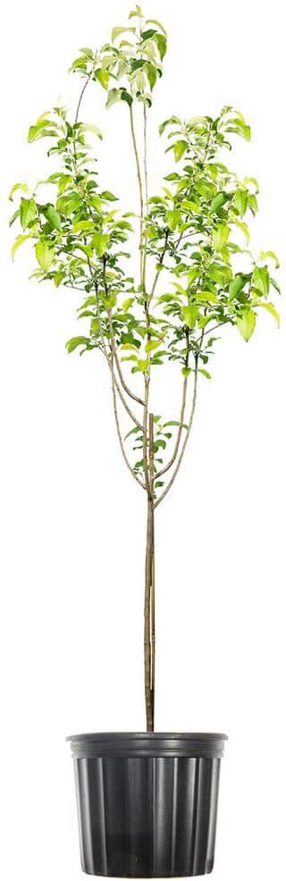 Perfect Plants 4 ft. to 5 ft. Tall Granny Smith Apple Tree, Delicious Large Tart Green Fruit