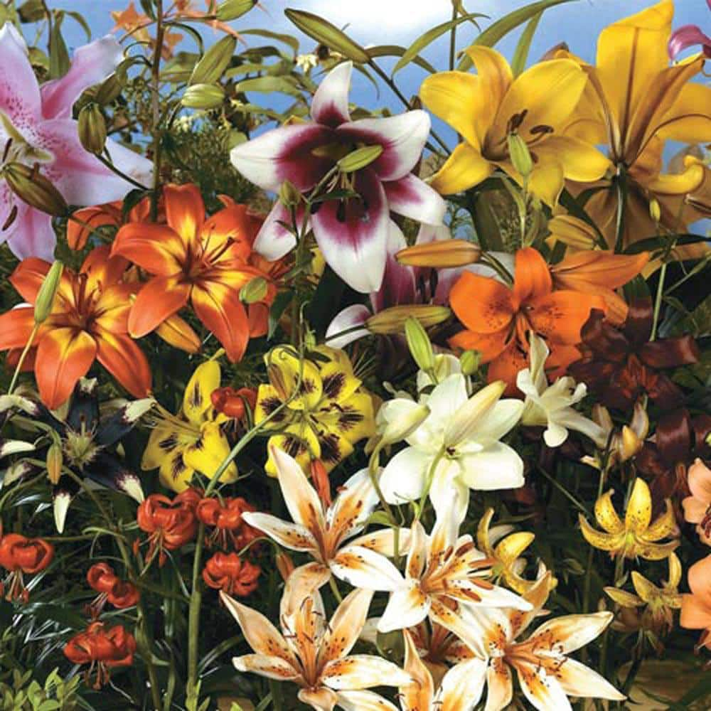 Breck's All Summer Lily Garden Bulbs (10-Pack)