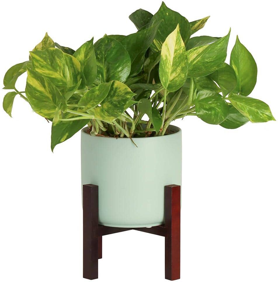 Costa Farms Pothos Indoor Plant in 6 in. Mid Century Planter and Stand, Avg. Shipping Height 1-2 ft. Tall