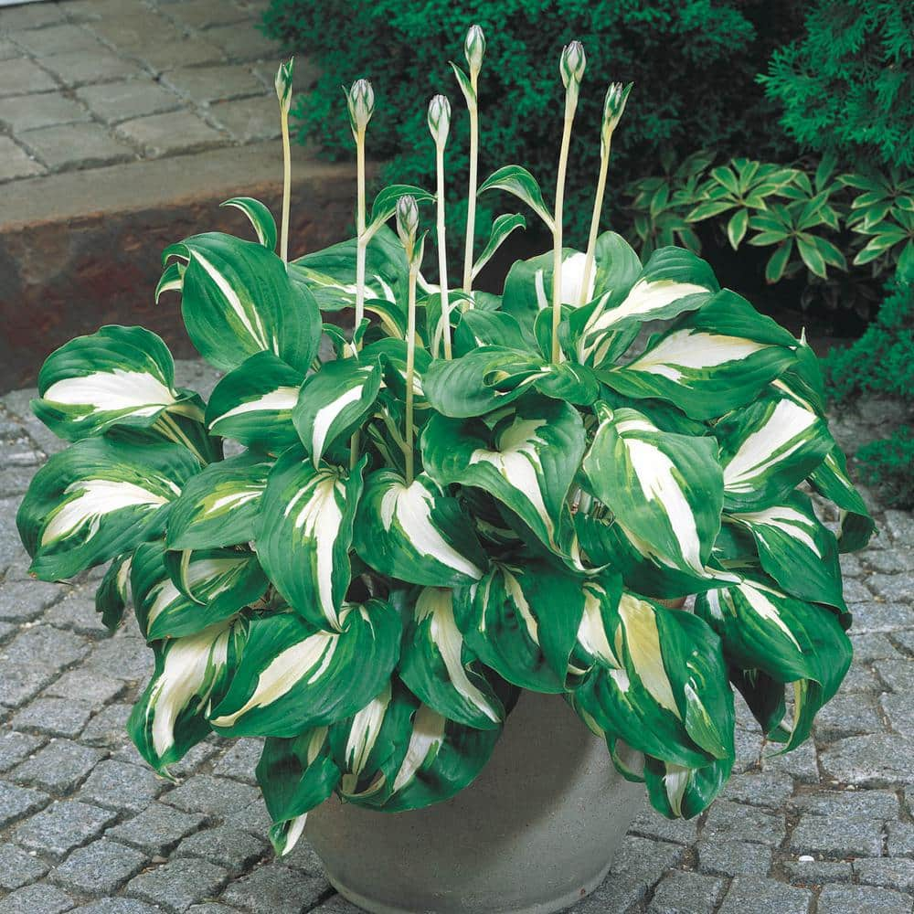 Spring Hill Nurseries Mediovariegata Hosta Dormant Bare Root Perennial Plant Roots (10-Pack)