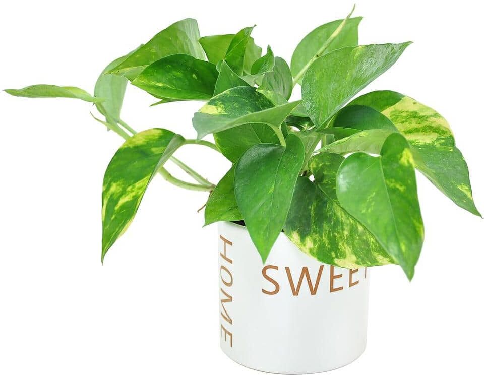 Costa Farms Pothos Indoor Plant in 4 in. Home Sweet Home Ceramic Pot, Avg. Shipping Height 8 in. Tall