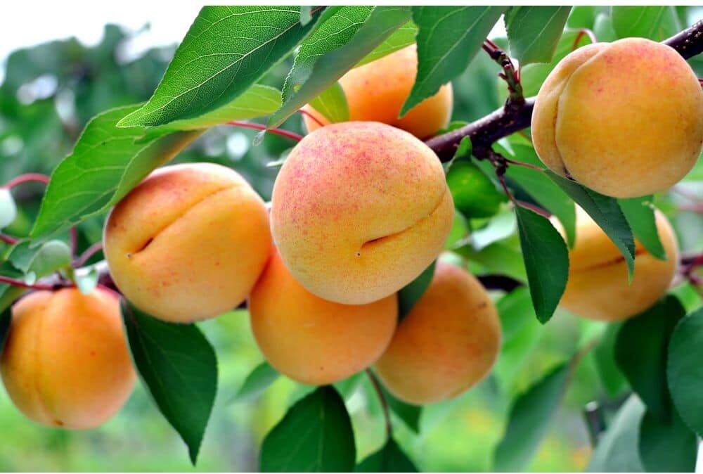 Online Orchards 3 ft. Puget Gold Apricot Bare Root Tree with Exceptionally Fast Growing Qualities