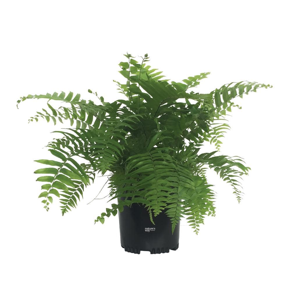 NATURE'S WAY FARMS Fern Macho Live Outdoor Plant in Growers Pot Average Shipping Height 1-2 Ft. Tall