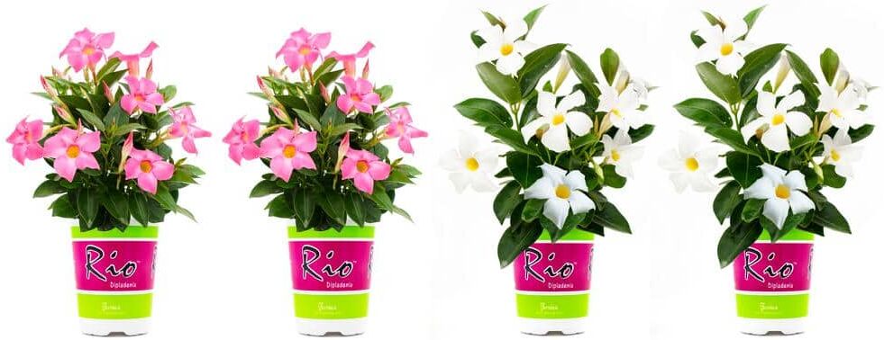 Rio 1.5 Pint Dipladenia Flowering Annual Shrub with Pink and White Flowers (4-Pack)