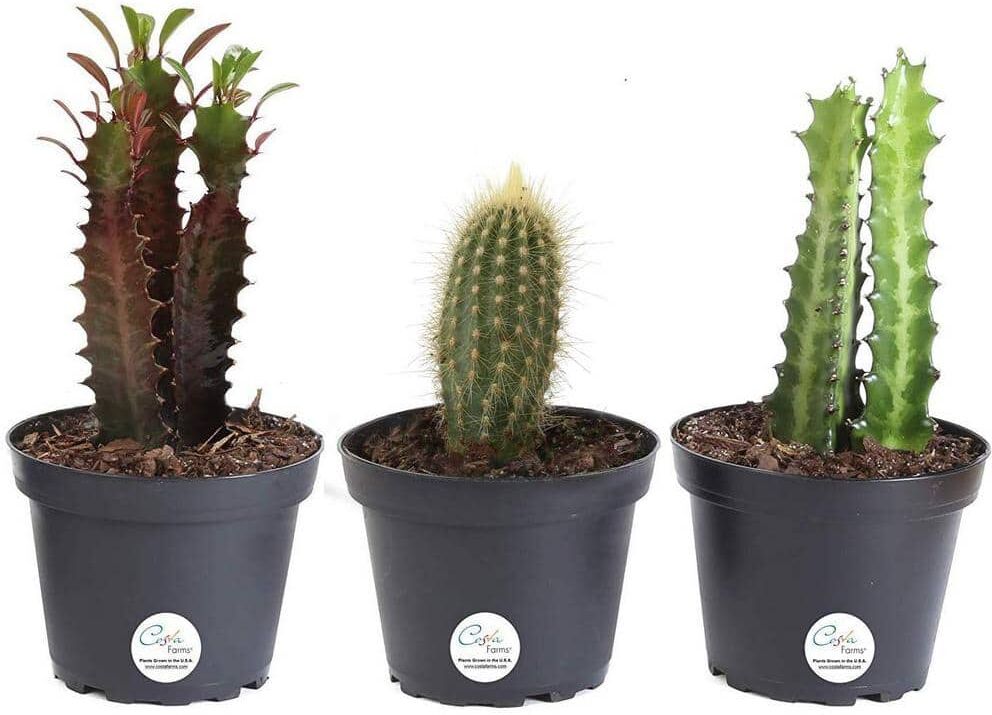 Costa Farms Euphorbia Indoor Cactus in 4 in. Grower Pot, Avg. Shipping Height 8 in. Tall (3-Pack)