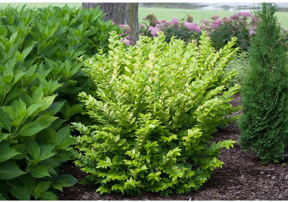 PROVEN WINNERS 1 Gal. Golden Ticket Privet (Ligustrum) Live Shrub, White Flowers and Yellow Foliage