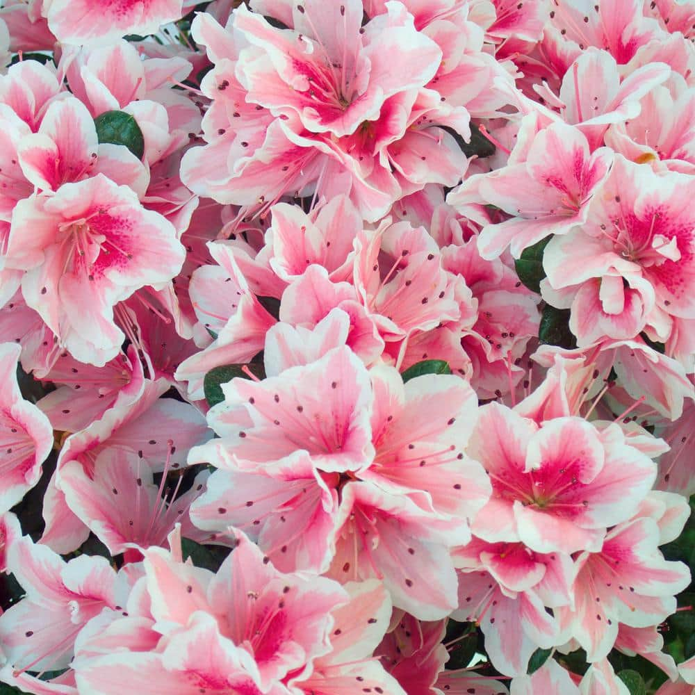 national PLANT NETWORK 2.25 Gal. Azalea Conversation Piece Flowering Shrub with Pink Blooms