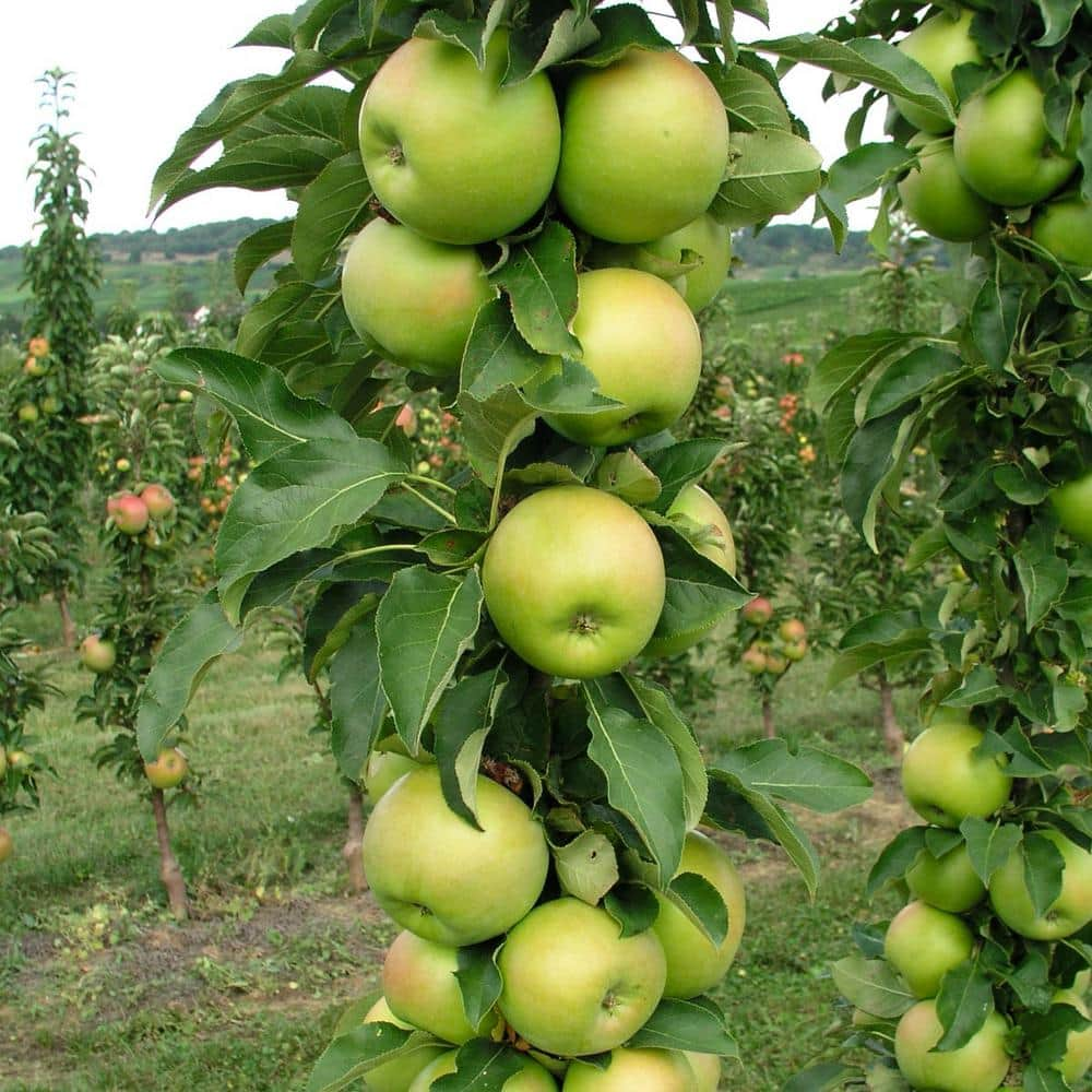 Gurney's Tangy Green Fruit Snacks Apple Dormant Bare Root Starter Fruit Tree