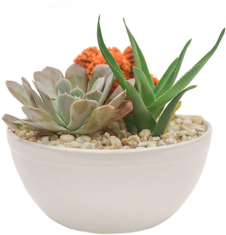 Costa Farms Orange Desert Gems Indoor Cactus Garden in 6 in. Gloss Ceramic Bowl, Avg. Shipping Height 3 in. Tall