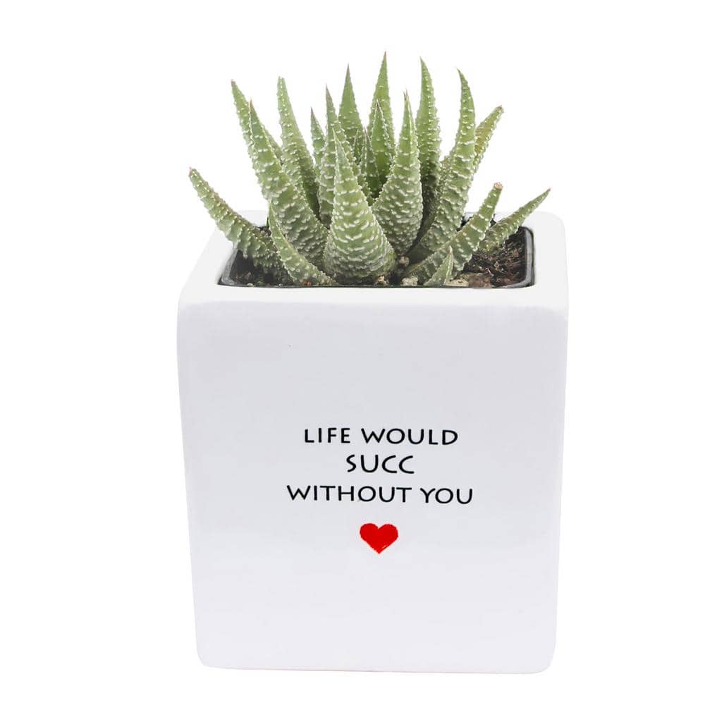 Costa Farms Grower's Choice Haworthia Indoor Succulent Plant in 2.5 in. Life Would Succ Ceramic Pot, Avg. Shipping Height 3 in. Tall