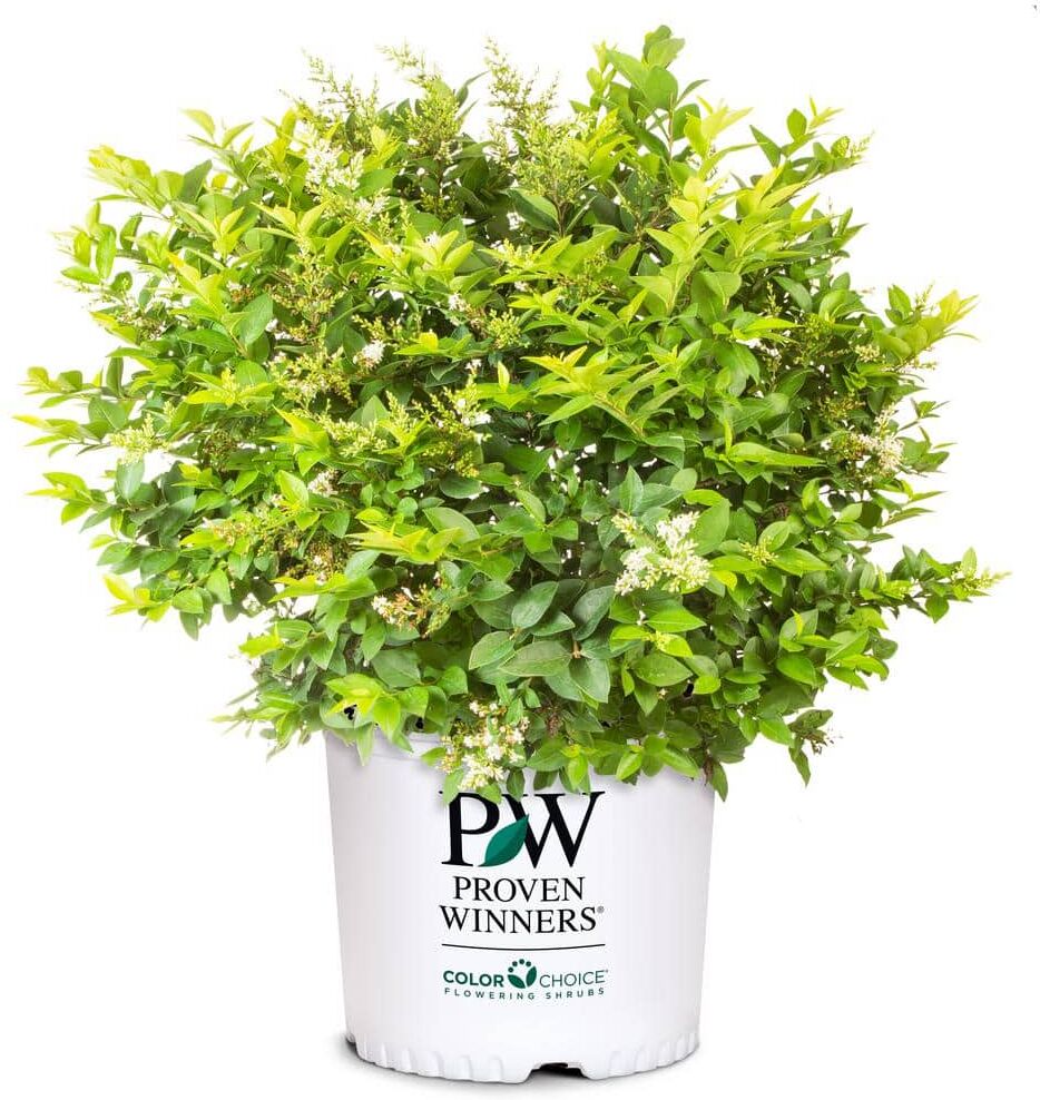 PROVEN WINNERS 2 Gal. Golden Ticket Ligustrum Shrub with Bright Yellow Foliage