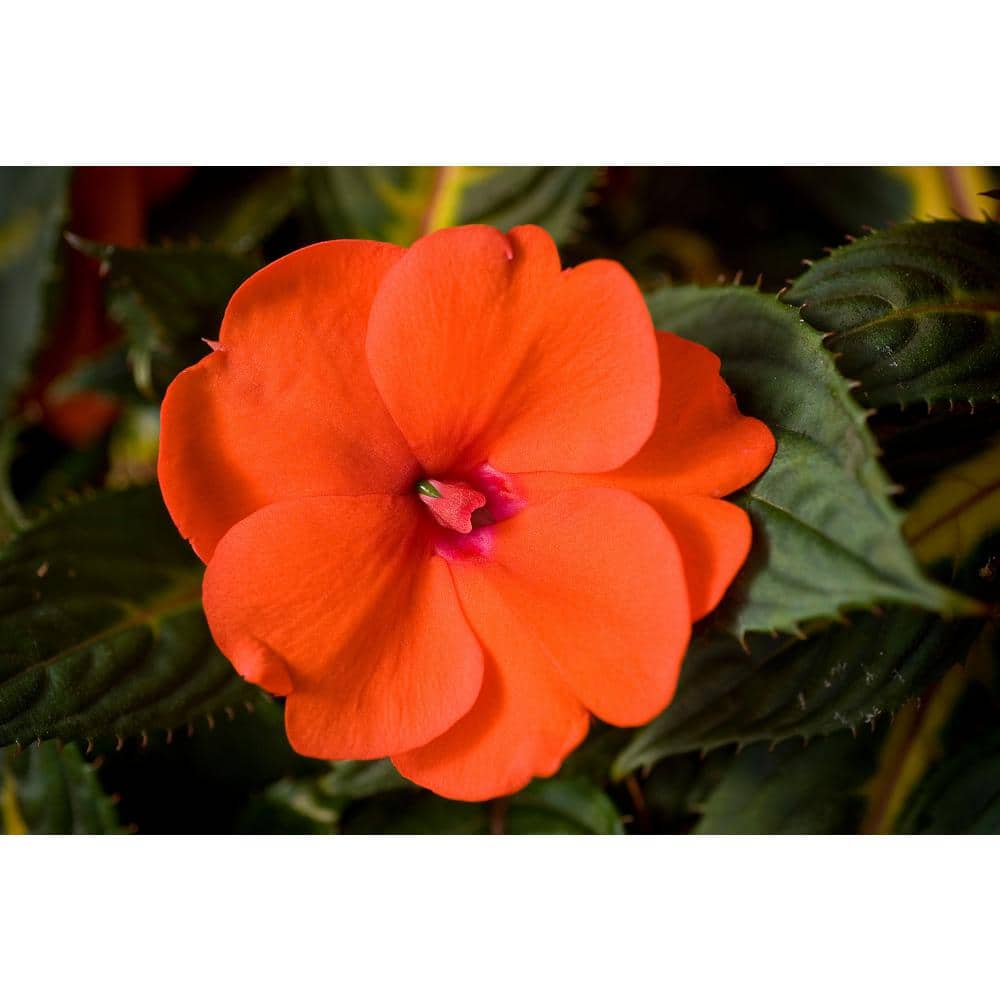 SunPatiens 2 Gal. Compact Orange  Impatiens Outdoor Annual Plant with Orange Flowers in 12 In. Hanging Basket