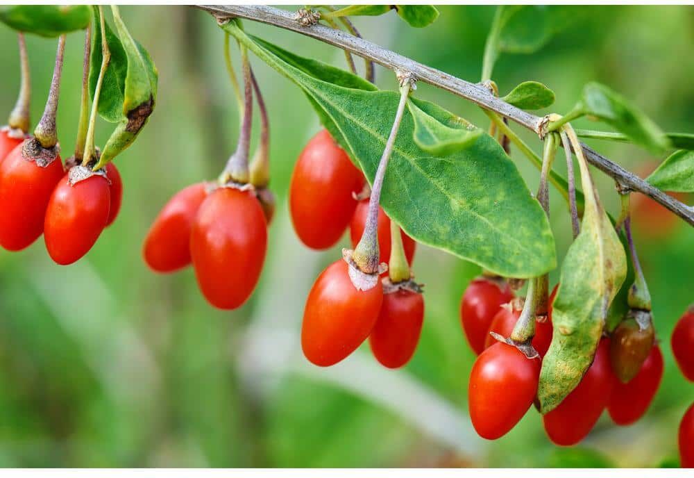 2 ft. Goji Berry Tree with Nutrient Rich Low Maintenance Fruit