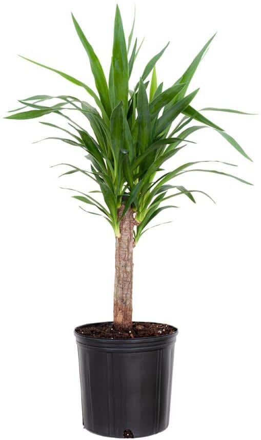 United Yucca Cane Plant in 9.25 inch Grower Pot