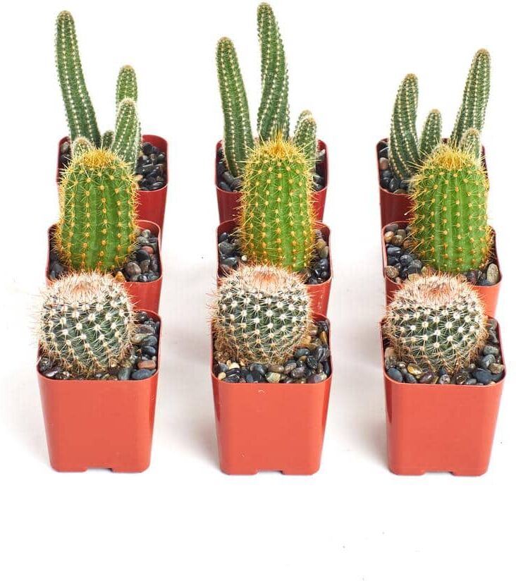 Shop Succulents 8 Plants Instant Cactus/Succulent Collection with 2 in. pots