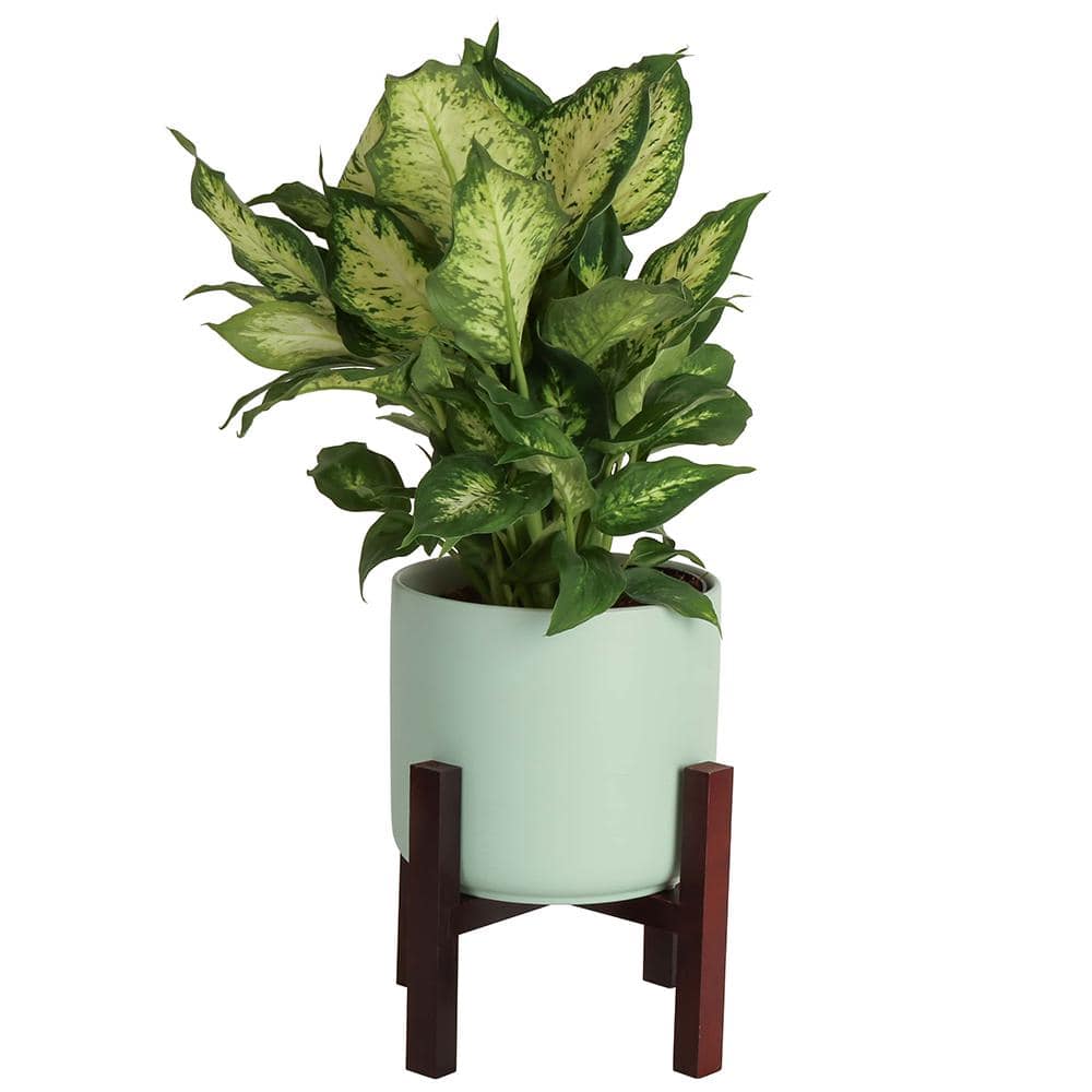 Costa Farms 6 in. Dieffenbachia Dumb Cane Indoor Plant in Mid Century Ceramic Pot and Stand, Avg. Shipping Height 1-2 ft. Tall