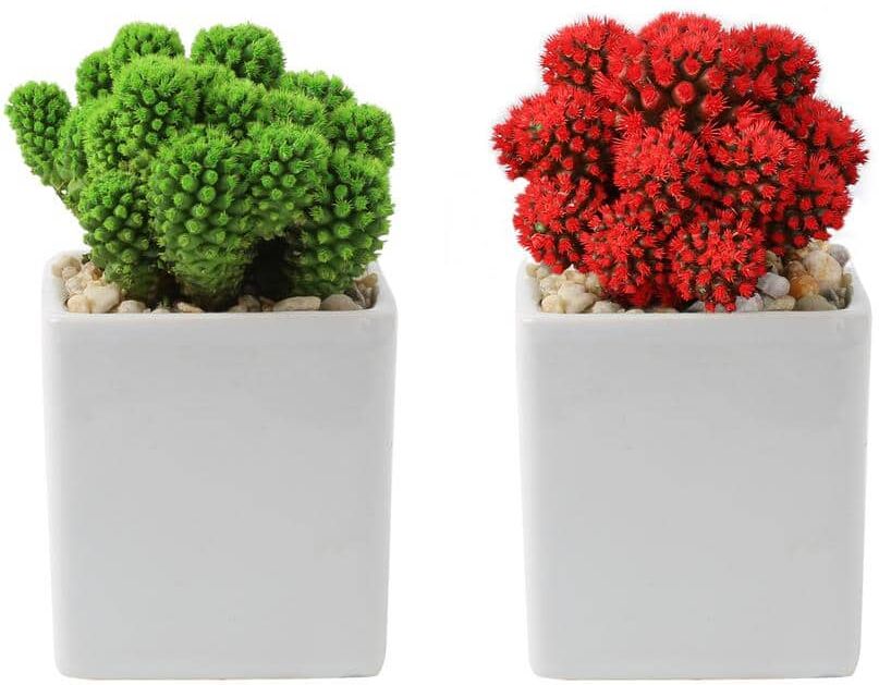 Costa Farms Holiday Desert Gems Cacti Indoor Plant in 2.5 in. Gloss Ceramic in Red or Green, Avg Shipping Height 4 in. Tall (2-Pack)