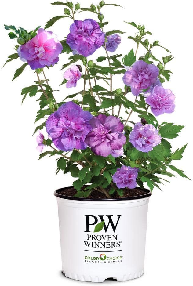 PROVEN WINNERS 2 Gal. Dark Lavender Chiffon Rose of Sharon (Hibiscus) Plant with Lavender Flowers