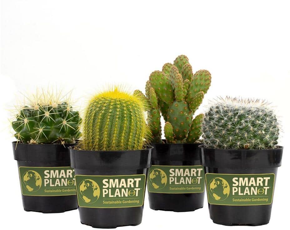 SMART PLANET 2.5 in. Cactus Plant Collection (4-Pack)