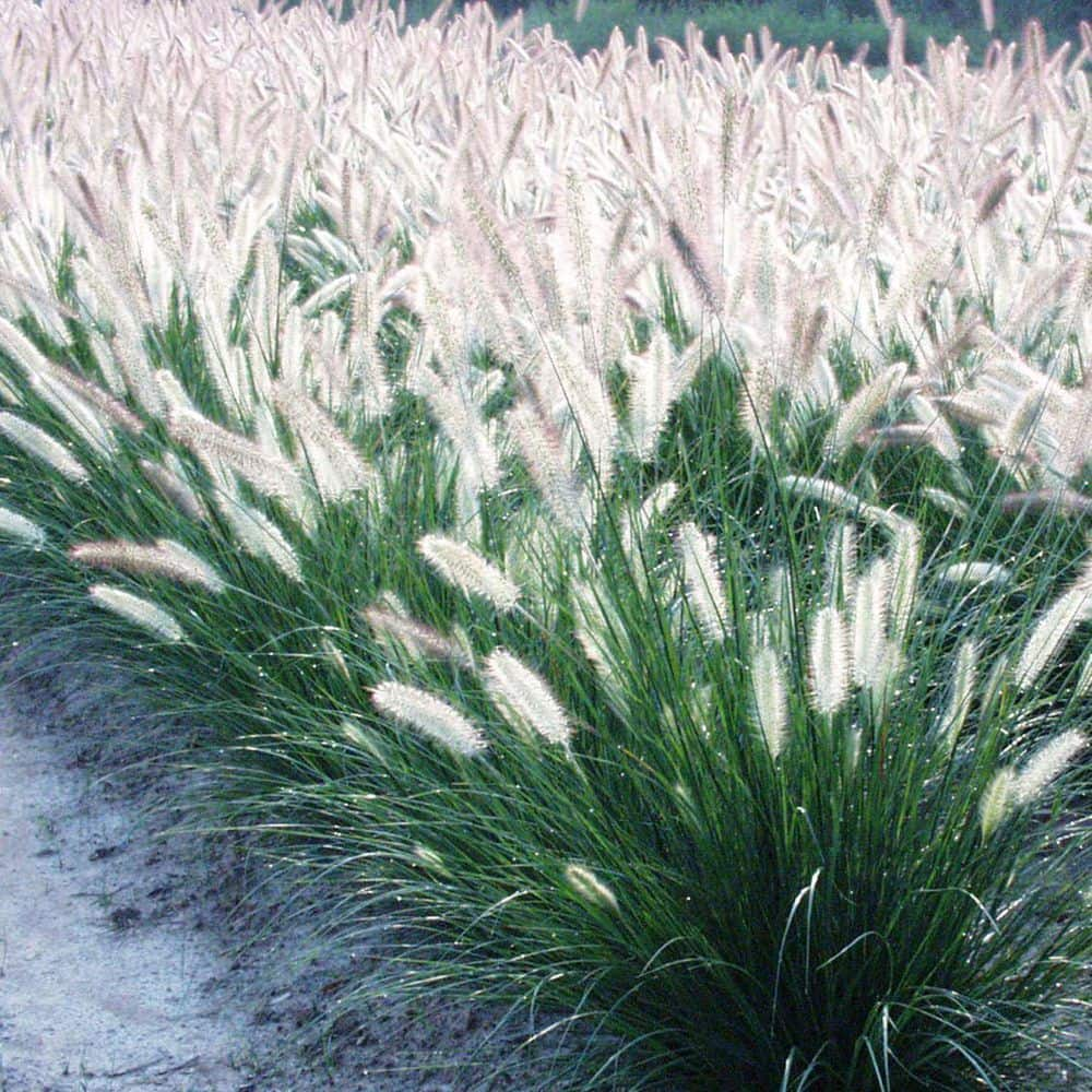 VAN ZYVERDEN Ornamental Grass Dwarf Fountain One 3.25 in. Dormant Potted Plant