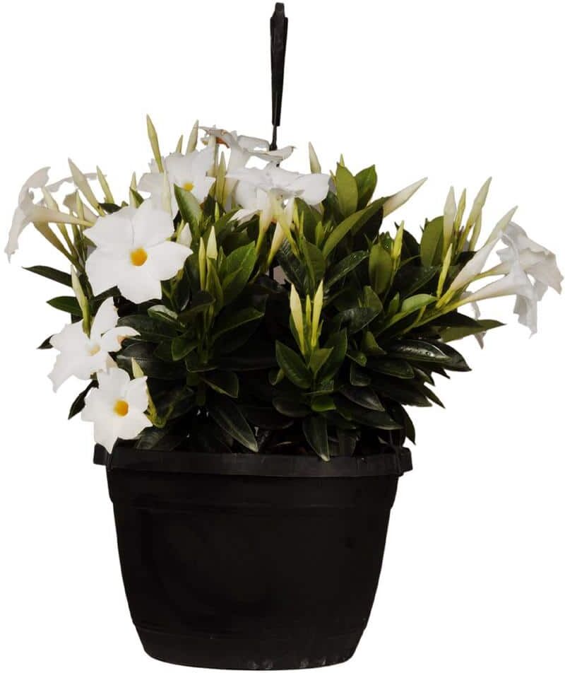 United Premium 10 in. Hanging Basket 20 in. to 22 in. Tall Mandevilla White Blooming Flower Live Outdoor Plant