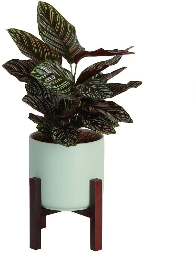 Costa Farms Grower's Choice Calathea Indoor Plant in 6 in. Mid Century Planter and Stand, Avg. Shipping Height 10 in. Tall