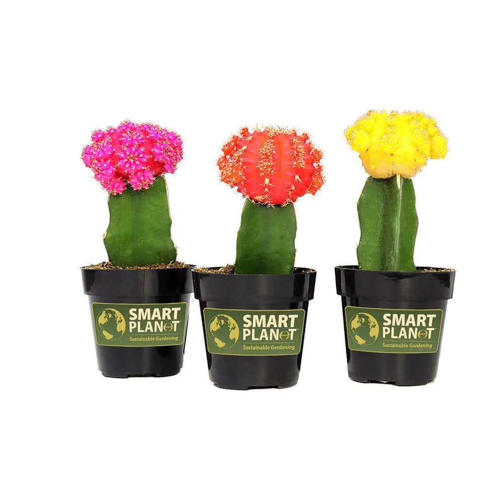 SMART PLANET 9 cm Grafted Cactus Plant Collection (3-Pack)