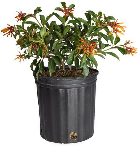 Costa Farms Outdoor Hamelia Fire Bush Plant in 9.25 in. Grower Pot, Avg. Shipping Height 2 ft. to 3 ft. Tall