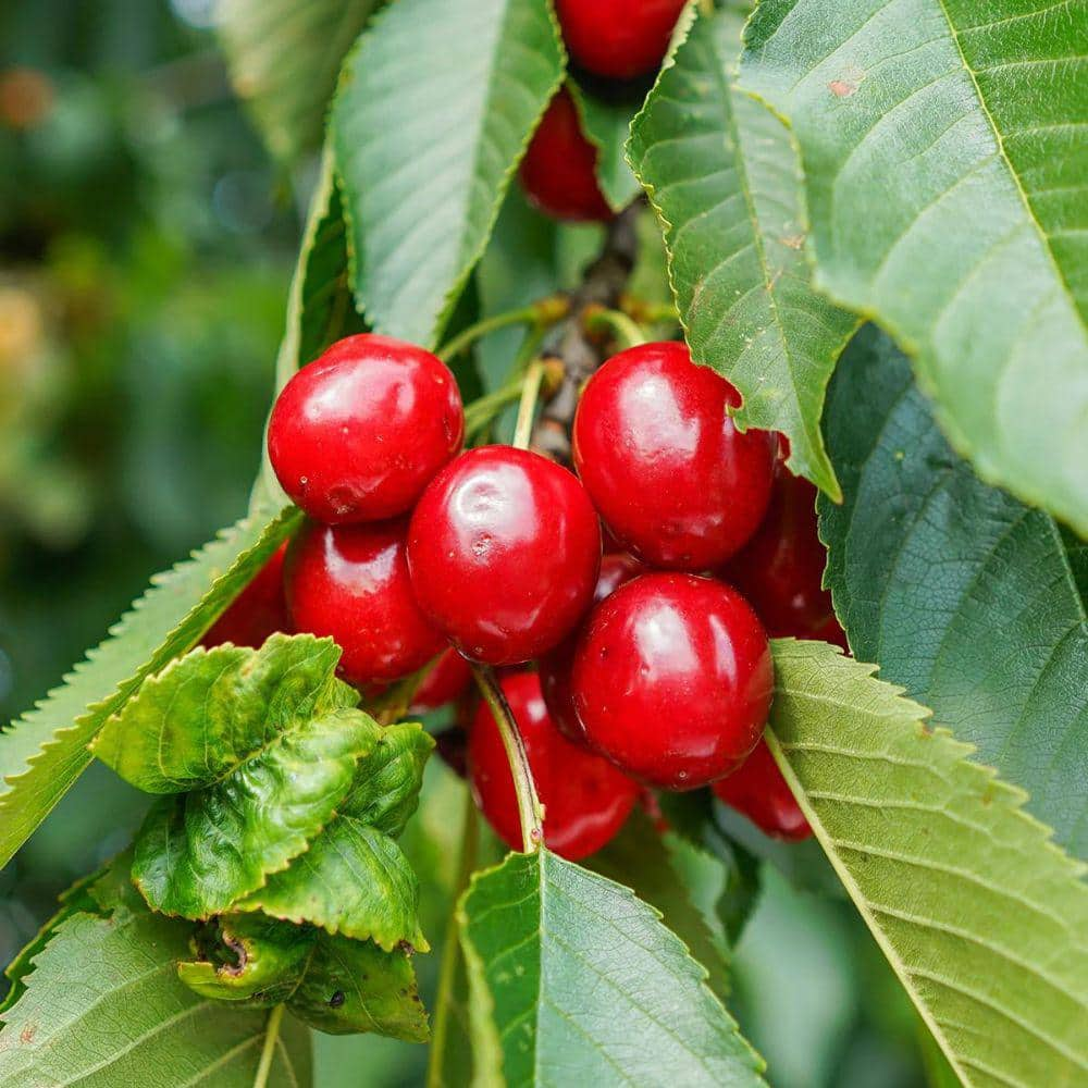 7 Gal. Montmorency Cherry Tree