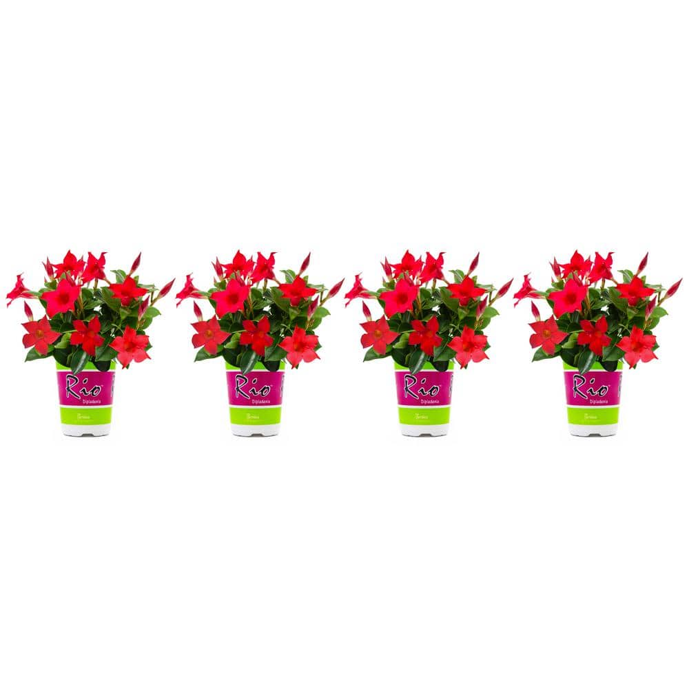 Rio 1.5 Pint Dipladenia Flowering Annual Shrub with Red Flowers (4-Pack)