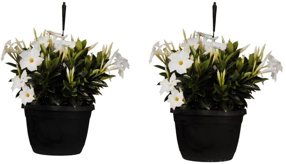 United Premium 10 in. Hanging Basket 18 in. to 22 in. Tall Mandevilla White Blooming Flower Live Outdoor Plant (2-Pack)