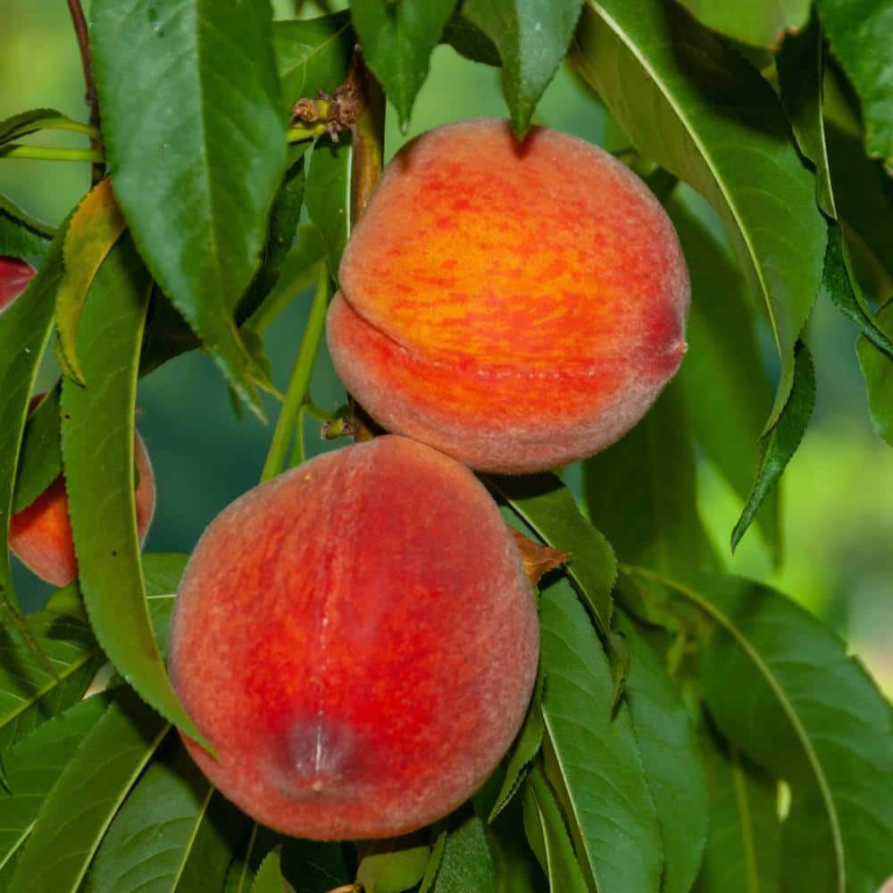 Gurney's Red Haven Peach Live Bareroot Fruit Tree (1-Pack)